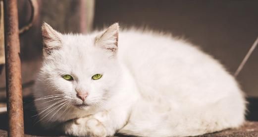 如何让宠物猫在家自由活动（提供安全、干净和舒适的环境）