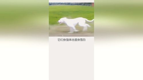 #萌宠嗨玩季#杜高问个问题，你家狗狗一天溜几趟？