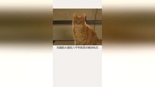 #萌宠#家有萌宠猫和狗谁更聪明？