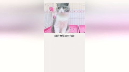 #英短蓝猫这样的蓝胖子你不想养一个吗？