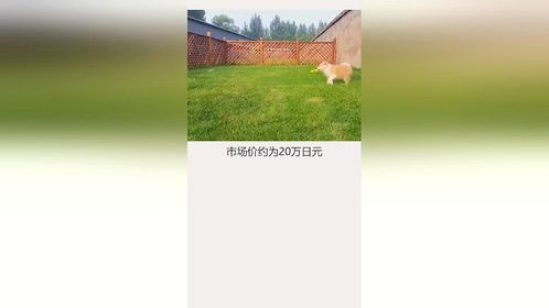 #萌宠#宠物#秋田你知道秋田和柴犬的区别在哪嘛？