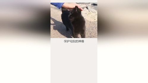 #玄猫也是猫的一种，不会带来厄运，请善待它。
