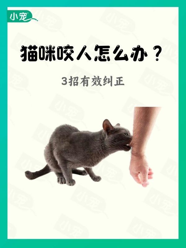 猫咪咬人怎么办?教你3招轻松搞定。#猫咪咬人 #猫咪行为纠正 #小宠医师 #新手养猫 #科学养宠攻略