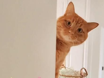 出远门猫咪该怎么办呢?#科学养宠攻略 #新手养宠 #养猫经验分享 #养猫进阶指南 #养猫知识