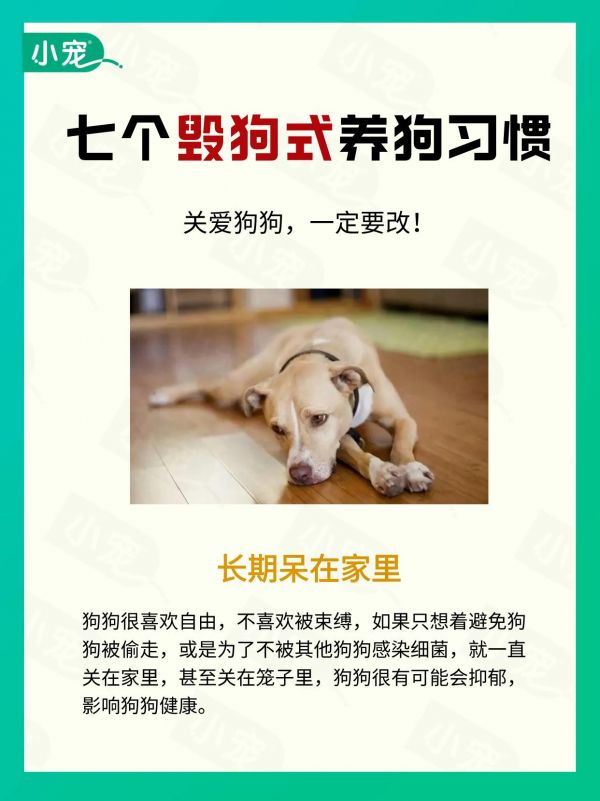 7个毁狗式养狗习惯,可能分分钟害了狗。#新手养狗 #小宠医师 #狗狗断尾 #狗狗知识大全 #养狗经验分享