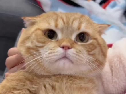 #猫咪 #科学养宠攻略 #猫咪的迷惑行为 #猫咪智商 #猫咪智商测试