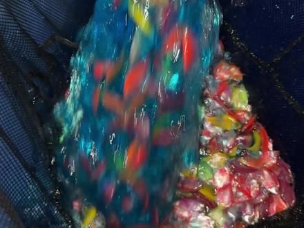 祝你鱼快 好运常在#天使鱼 #鱼儿自由自在的水中游 #养鱼日记
