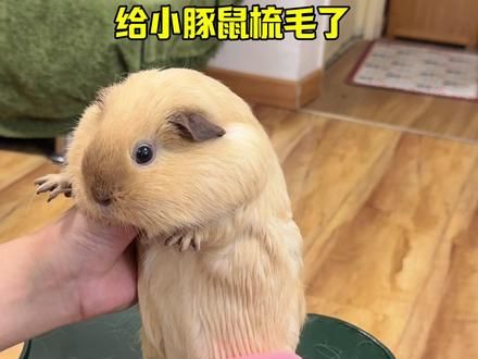 土豆:麻麻酱别梳了,瓦达西快秃了斯密达~#豚鼠 #荷兰猪 #萌宠日常记录 #养鼠日常分享 #萌宠vlog