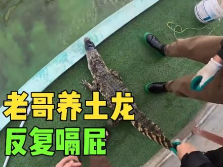 老哥养土龙反复嗝屁