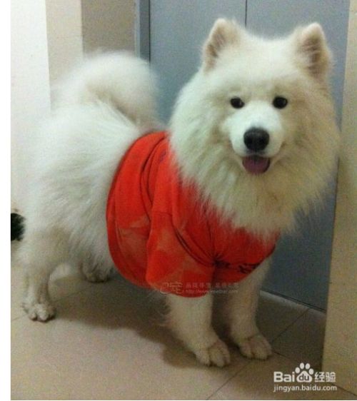 狗狗怀孕需要注意什么
