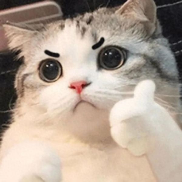 猫怀孕几个月生产?猫咪孕期护理措施