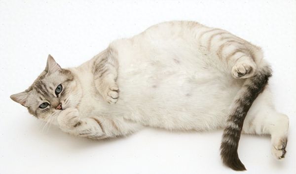 猫怀孕几个月生产?猫咪孕期护理措施