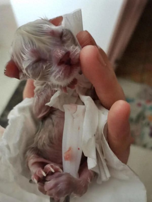 猫怀孕几个月生产?猫咪孕期护理措施