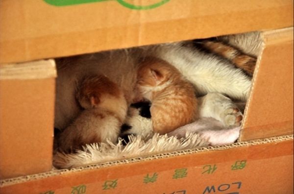 猫怀孕几个月生产?猫咪孕期护理措施