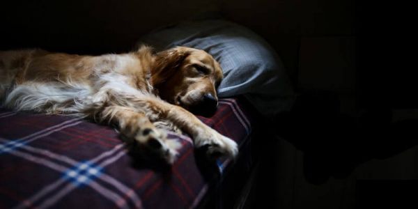 狗狗意外怀孕怎么办?主人如何帮狗狗进行堕胎?可以药物流产吗?