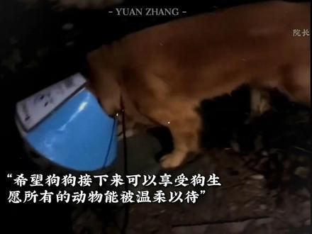 不幸运的小狗 遇到了心软的神 #狗狗 #救助流浪狗