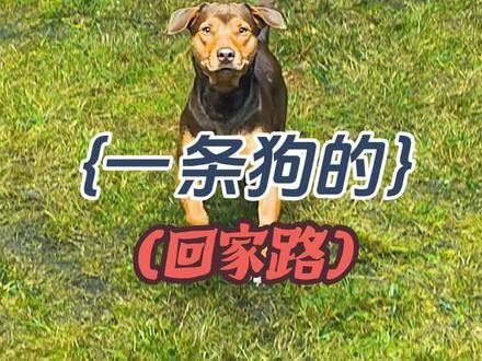 #人与狗的感人故事 千山万水何所不拒，不忘初心方得始终 #狗狗 