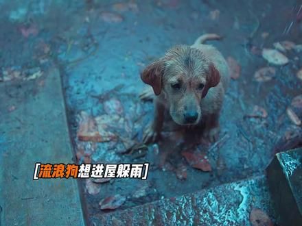 它要么不选择你，要么忠于你一生#忠犬 #万物皆有灵 #愿每个小狗都能遇见好的主人