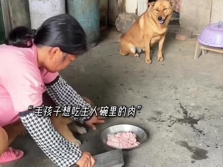 #懂事的狗狗 #狗 #愿每个小狗都能遇见好的主人