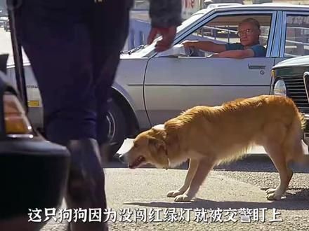 狗狗对人类的忠诚无法比拟，看完感动哭了。。 #忠诚狗狗 #狗狗故事 #电影影评 #一口气看完系列