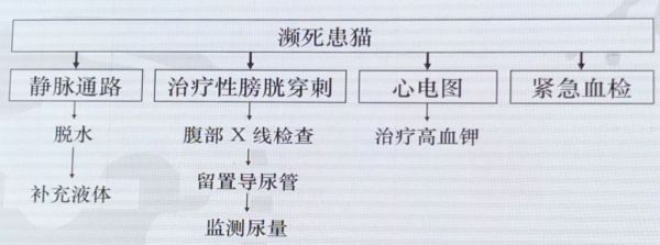 听课笔记 | 季玲西：猫尿闭管理三要点——第十一届中国兽医大会宠物猫科专场