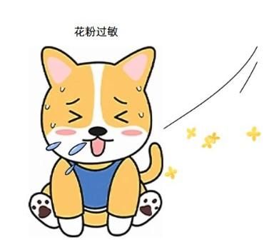 宠物皮肤救星！专治狗狗瘙痒掉毛难题