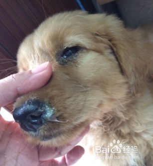 狗狗常见的严重疾病有哪些？怎么办？