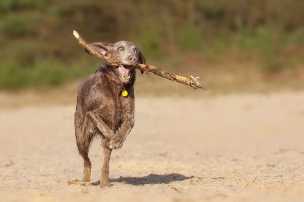 想让狗狗安静下来?这6个小技巧,可以消灭烦人的吠叫