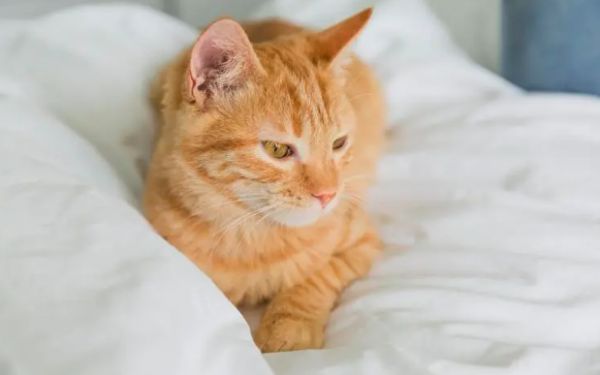 猫咪为什么那么粘主人身上