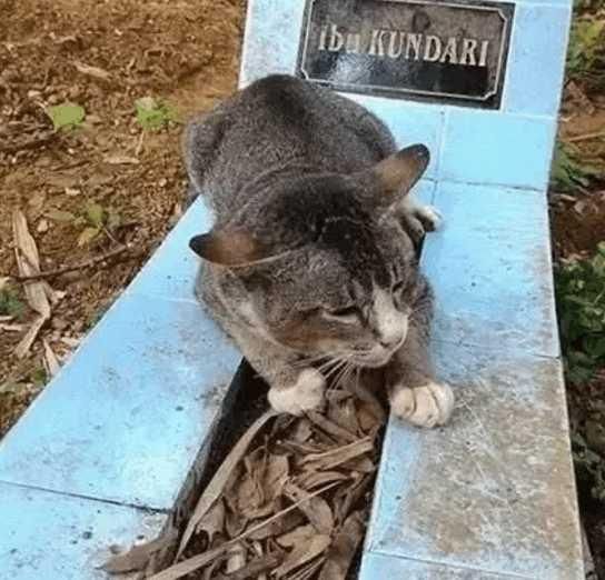 猫咪喜欢主人吗？猫咪对人类是有感情的吗？看完这个你就知道了