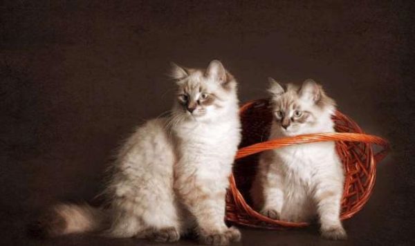 猫咪喜欢主人吗？猫咪对人类是有感情的吗？看完这个你就知道了