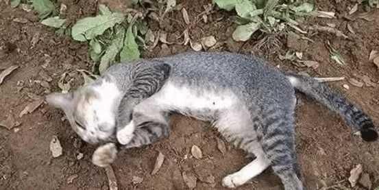 猫咪喜欢主人吗？猫咪对人类是有感情的吗？看完这个你就知道了