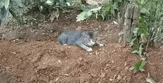 猫咪喜欢主人吗？猫咪对人类是有感情的吗？看完这个你就知道了