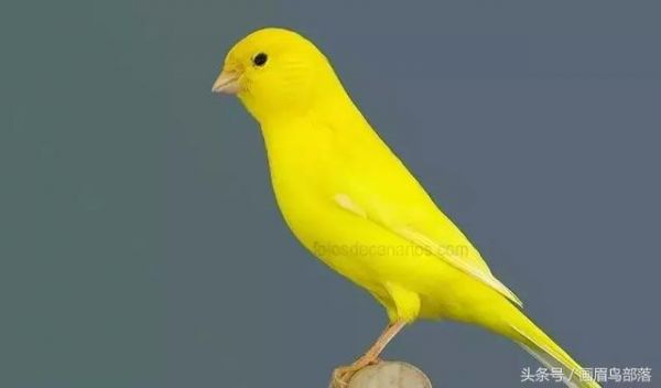 白玉鸟（芙蓉鸟、金丝雀）饲养知识