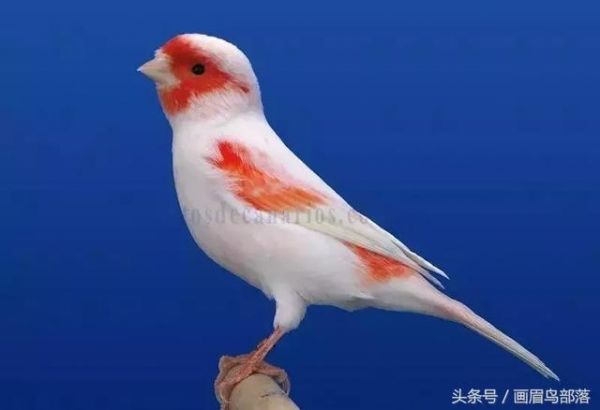 白玉鸟（芙蓉鸟、金丝雀）饲养知识