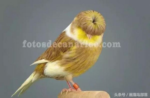 白玉鸟（芙蓉鸟、金丝雀）饲养知识