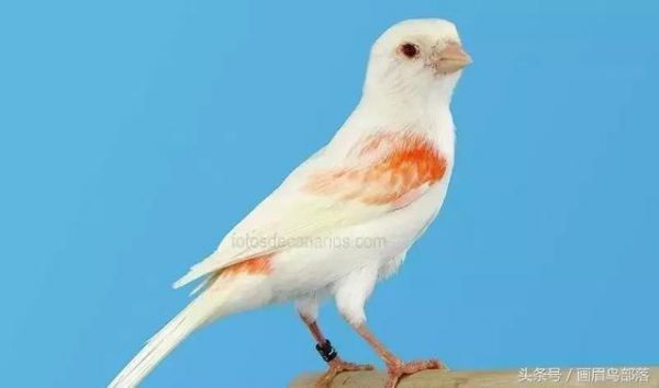 白玉鸟（芙蓉鸟、金丝雀）饲养知识