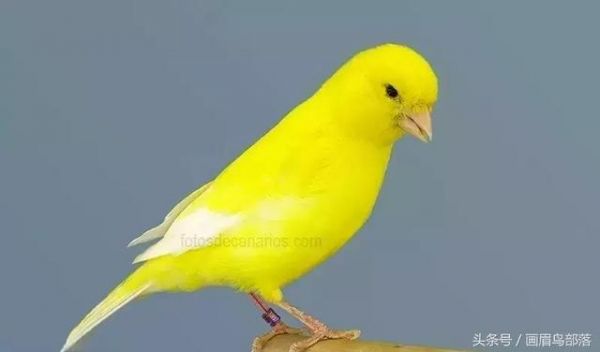 白玉鸟（芙蓉鸟、金丝雀）饲养知识
