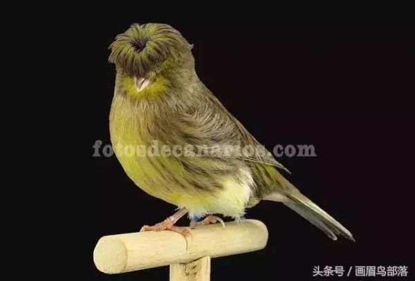 白玉鸟（芙蓉鸟、金丝雀）饲养知识