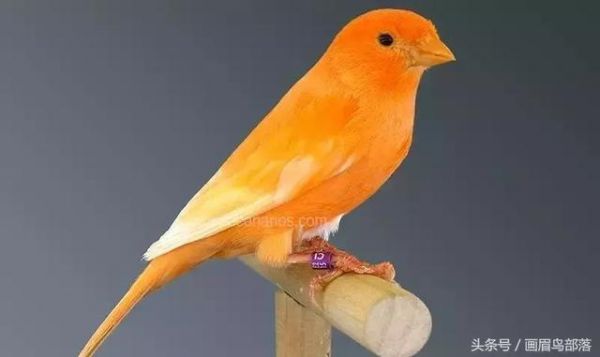白玉鸟（芙蓉鸟、金丝雀）饲养知识