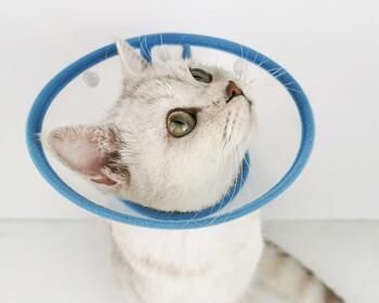 宠物猫咪为您舔伤口，正确使用双氧水（宠物护理必备）