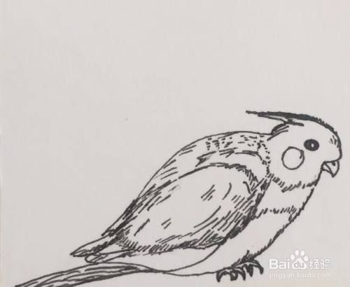 彩铅画教程之玄凤鸟