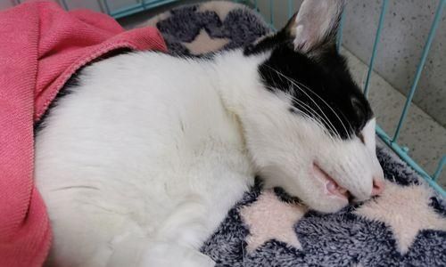 小猫绝育后的“大肚子”问题（探究绝育对猫咪身体的影响及如何预防“大肚子”现象）