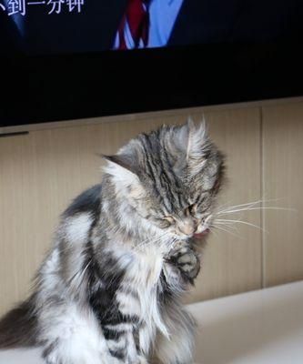 小猫绝育后的“大肚子”问题（探究绝育对猫咪身体的影响及如何预防“大肚子”现象）