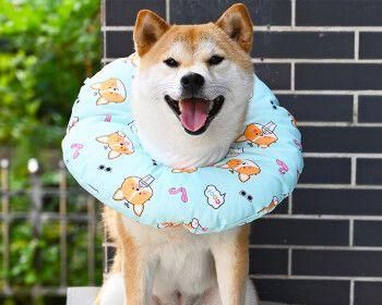 狗狗绝育后舔伤口的危害（如何防止狗狗舔伤口）