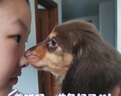 如何正确冬季养护你的腊肠犬（营养饮食、保暖措施和运动习惯，让它渡过舒适的冬天）