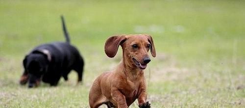 如何正确冬季养护你的腊肠犬（营养饮食、保暖措施和运动习惯，让它渡过舒适的冬天）