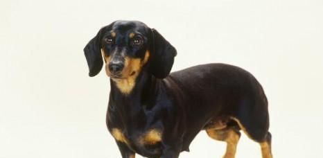 如何正确冬季养护你的腊肠犬（营养饮食、保暖措施和运动习惯，让它渡过舒适的冬天）
