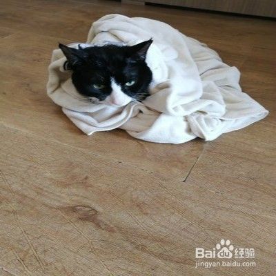 怎样护理猫咪毛发