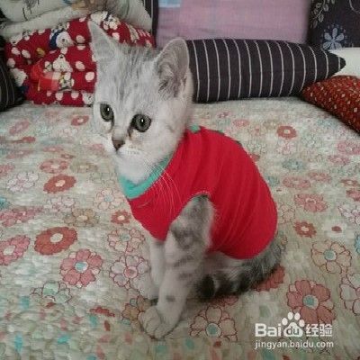 怎样护理猫咪毛发